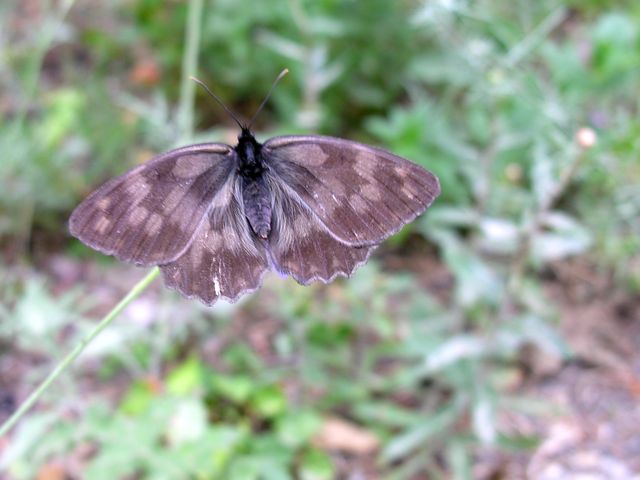 Melanargia galathea procida